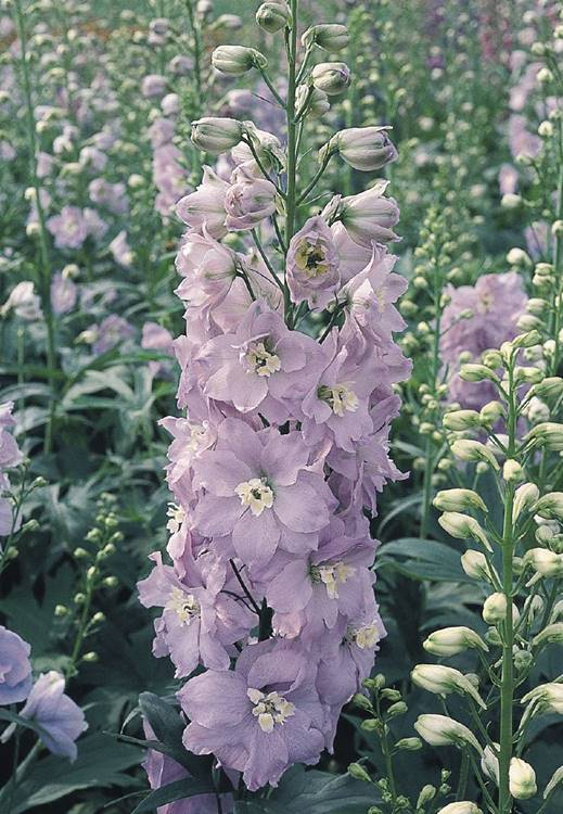DELPHINIUM GIGANTE PACIFIC ROSA LAVANDA NR.1000